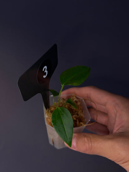 Anthurium ‘Miss Worldwide’ (portillae ‘NSE’ × ‘Indo Portillae’)