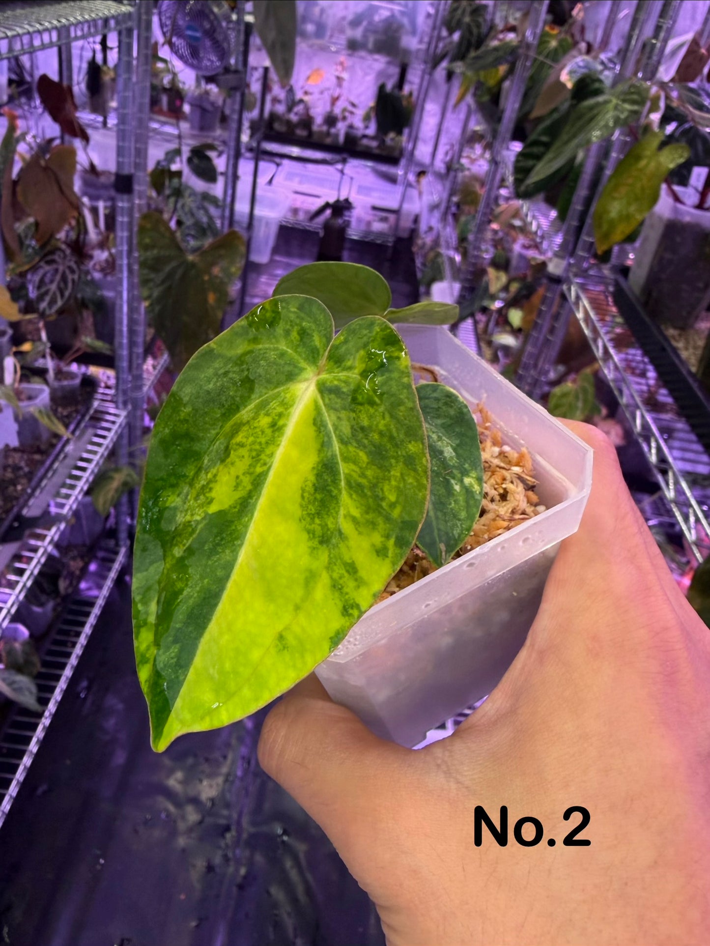 Anthurium papillilaminum var. × carlablackiae