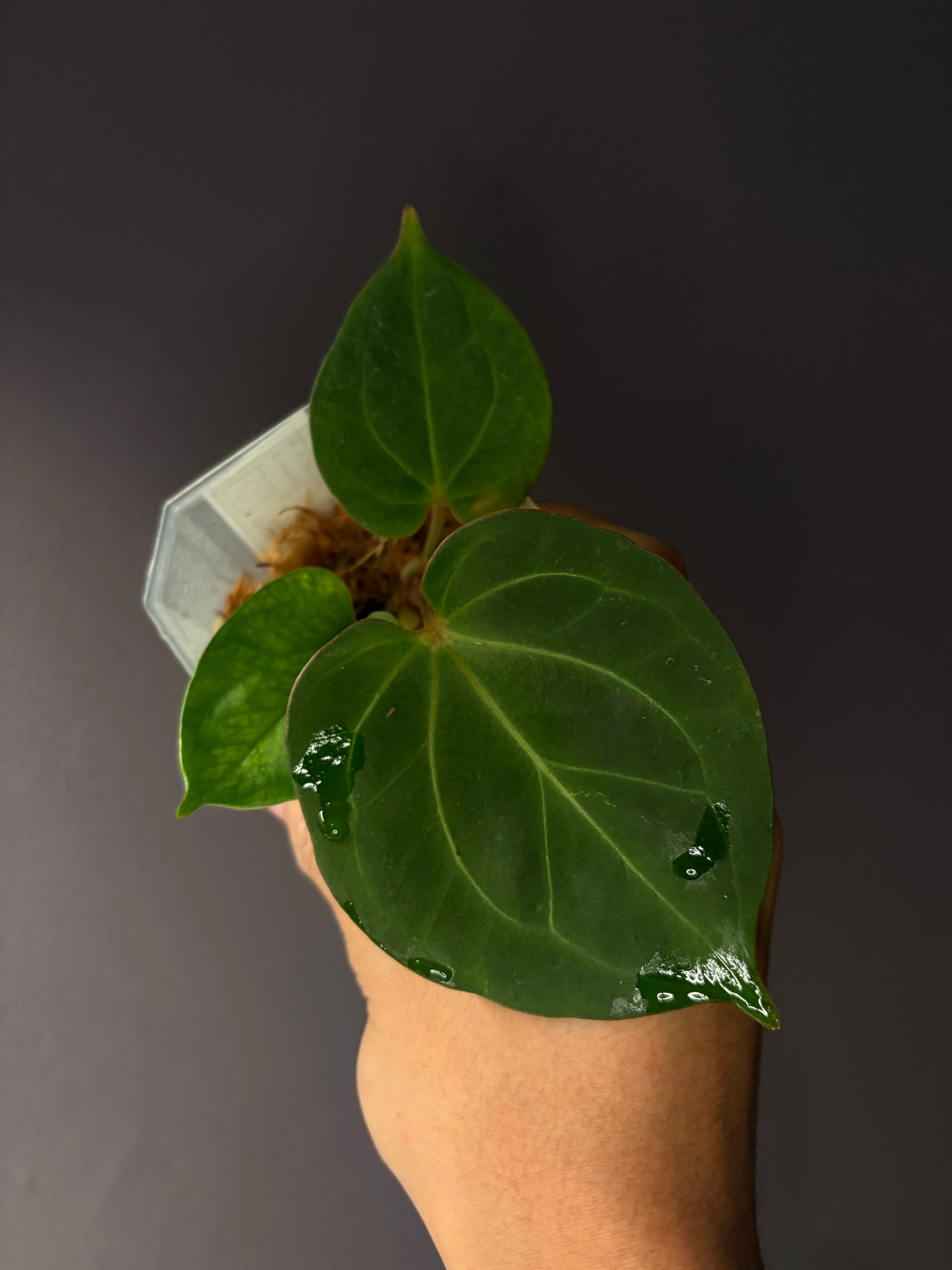 Anthurium King of Spades (KOS) HU – Secret Foliage