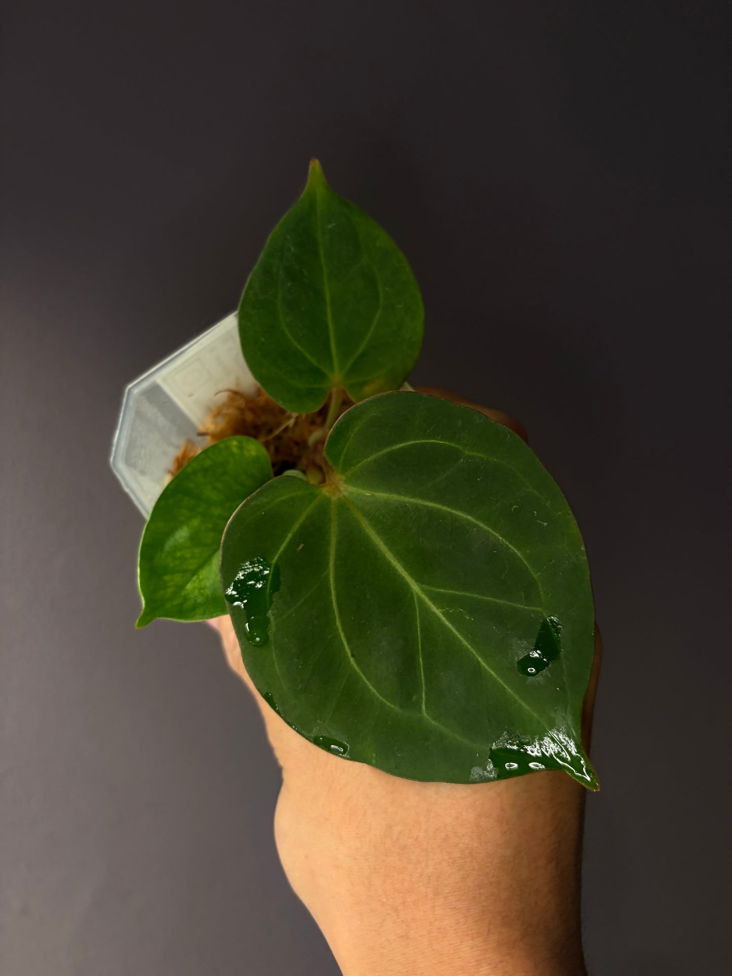 Anthurium King of Spades (KOS) HU