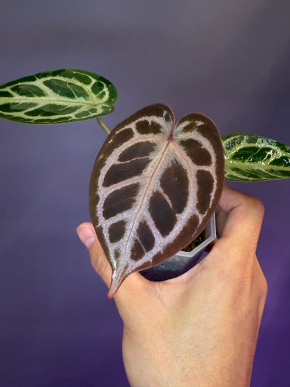 Anthurium Red Crystallinum × Michelle