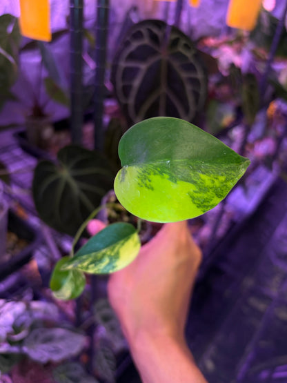 Monstera deliciosa aurea (short form)