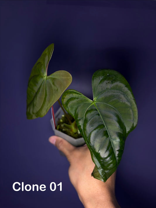 Anthurium papillilaminum RA6 - clone