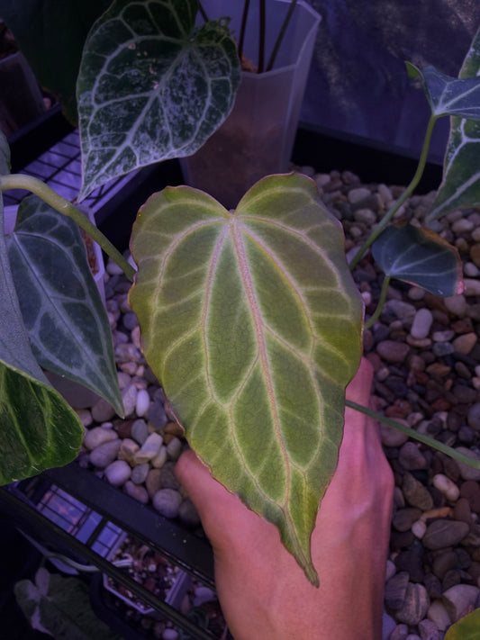 Anthurium clarinervium (mutated) #3