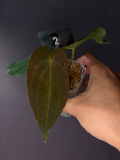 Anthurium antolakii/BVEP (‘Tezula’ × ‘Scott’)