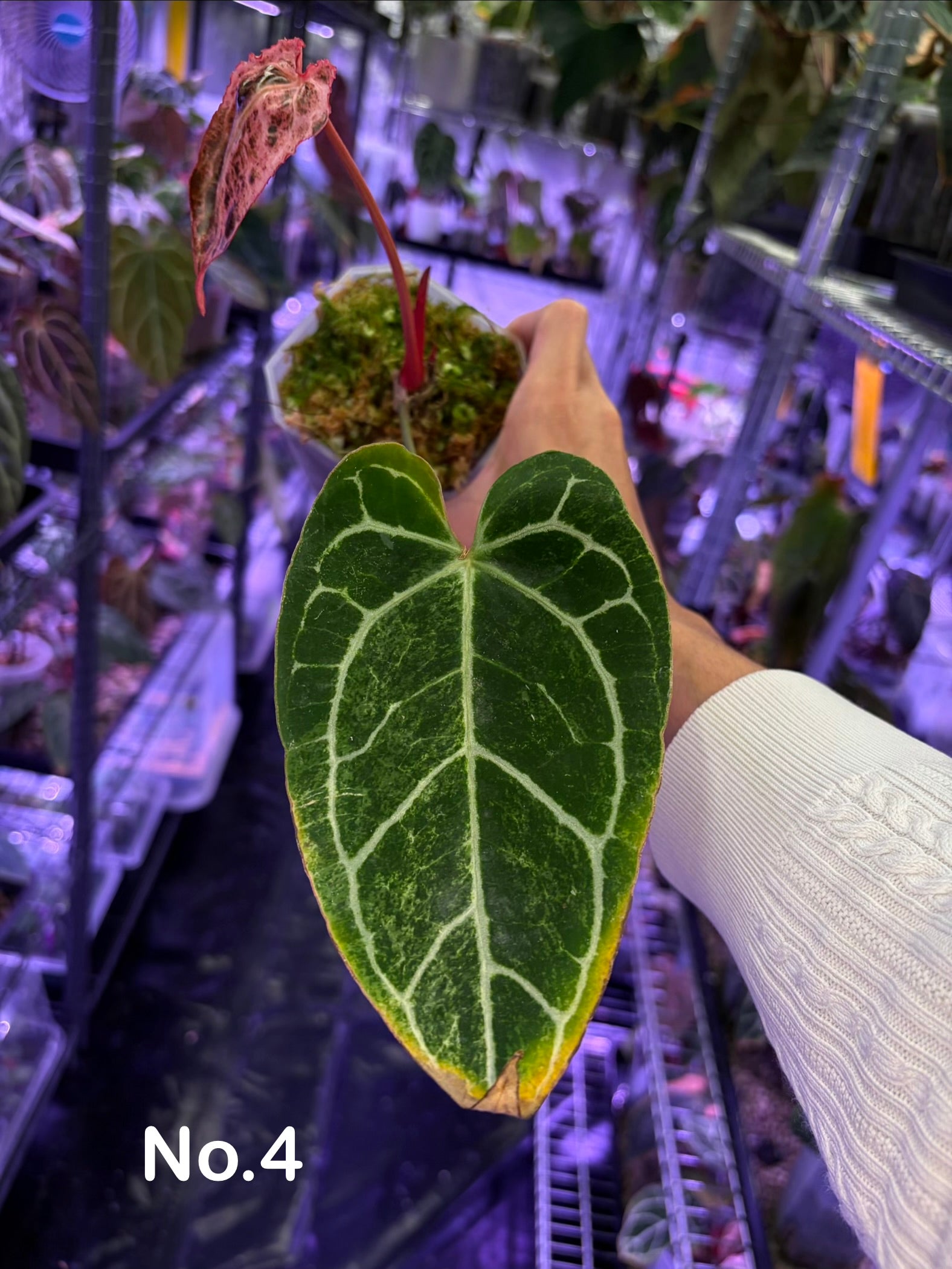 Anthurium Crystallinum 'Platinum' variegata – Secret Foliage
