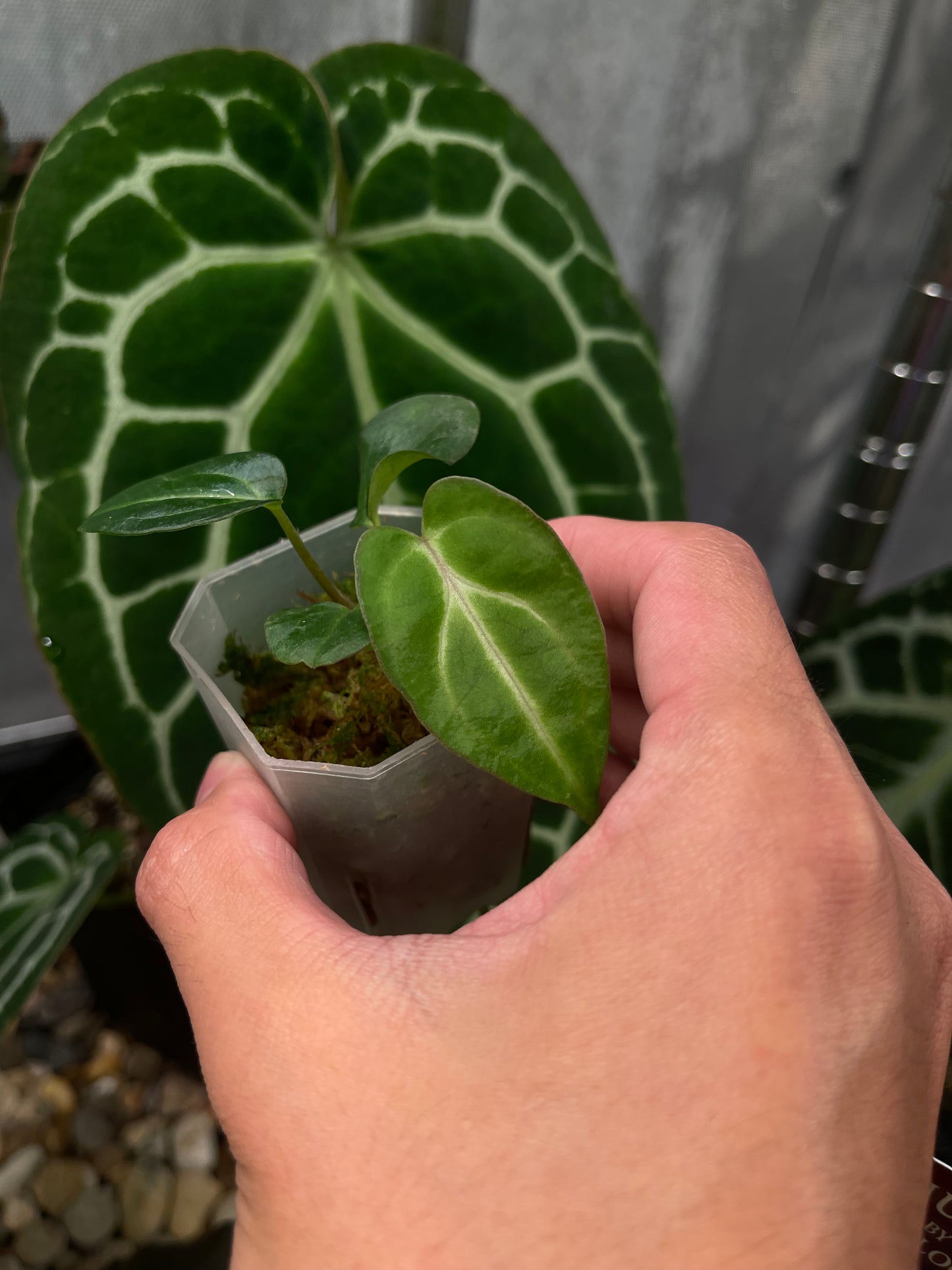 Anthurium carlablackiae [Scott × TS3]