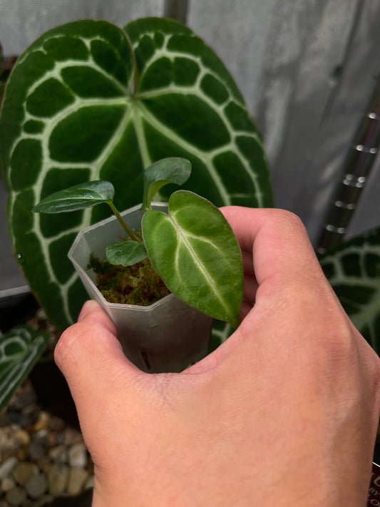 Anthurium carlablackiae [Scott × TS3]