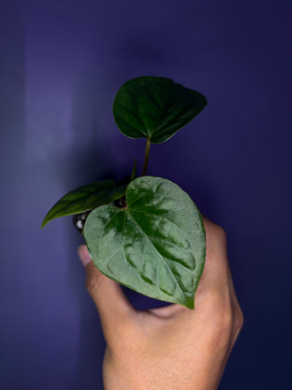 Anthurium luxurians × papillilaminum ‘Ralph Lynam’ S1