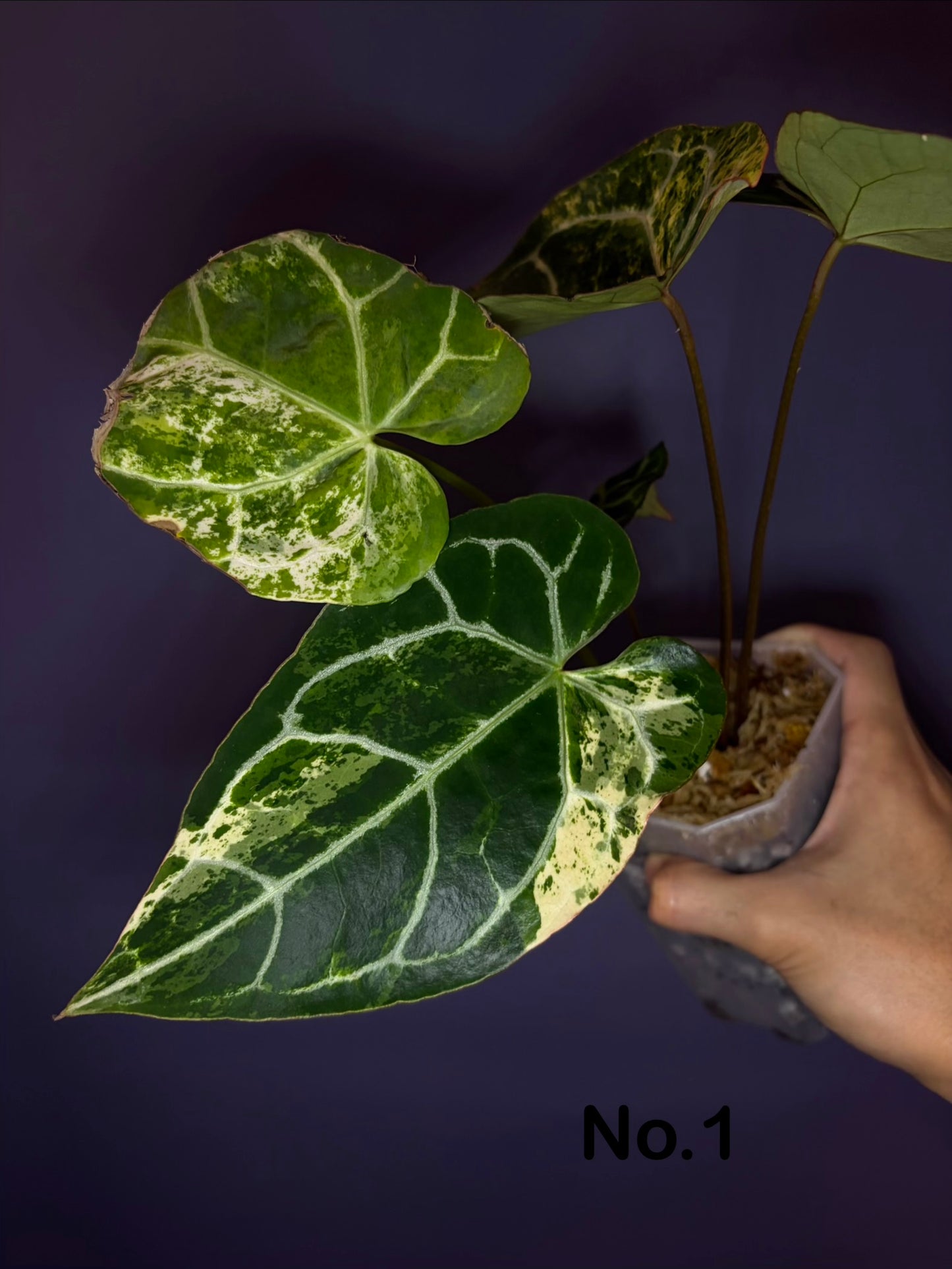 Anthurium crystallinum variegata