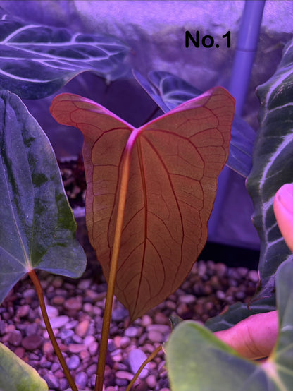 Anthurium papillilaminum ‘Ralph Lynam’ S1
