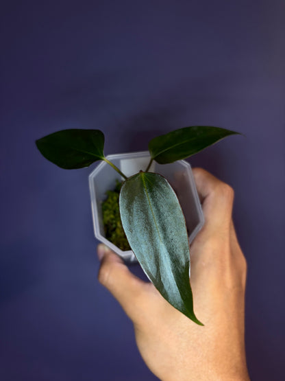 Anthurium ‘Black Sweet’ SF2