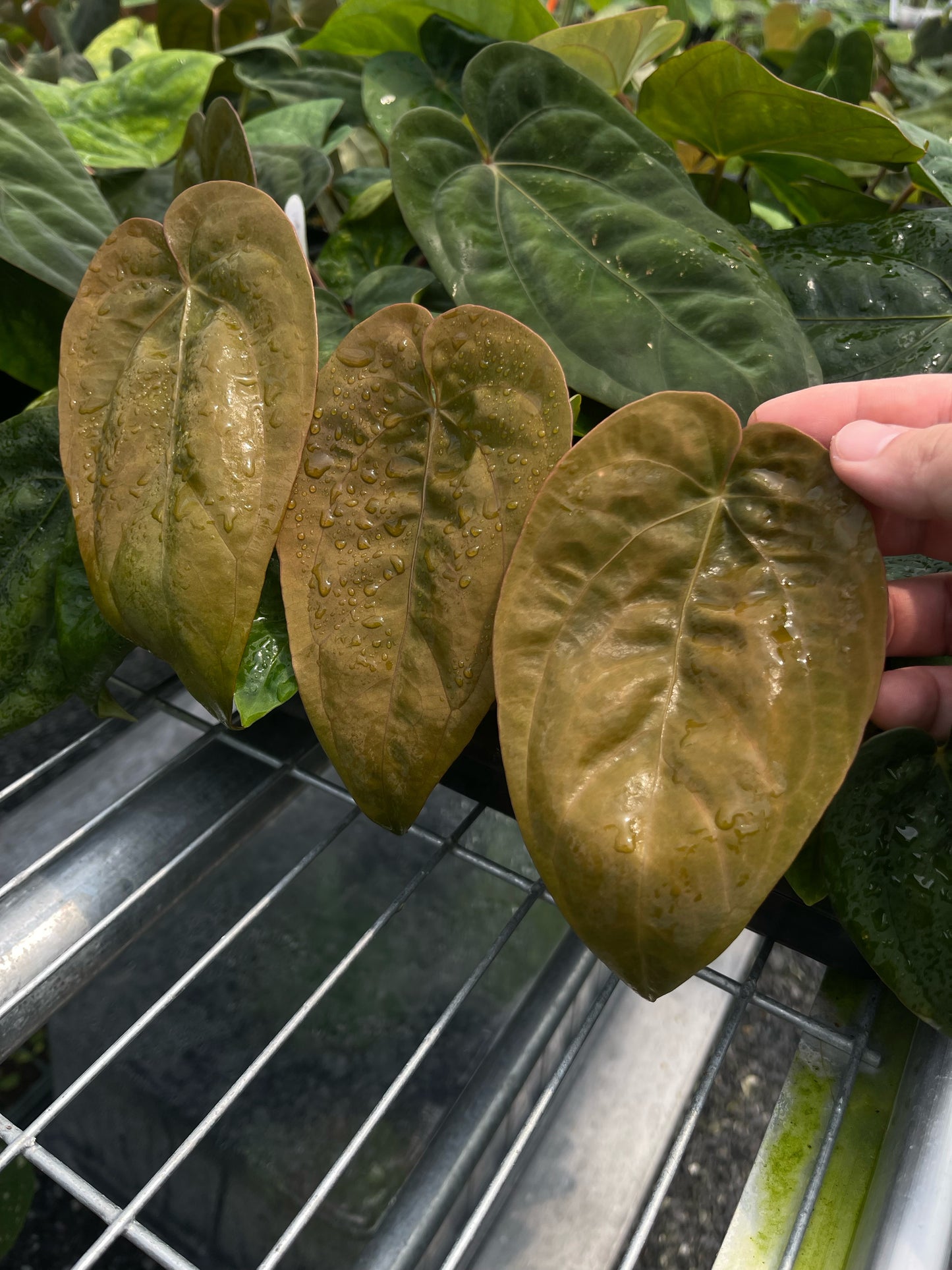 dressleri ‘colon’ × dressleri RG