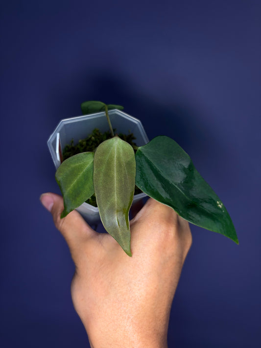 Anthurium portillae ‘Dorito’ S1