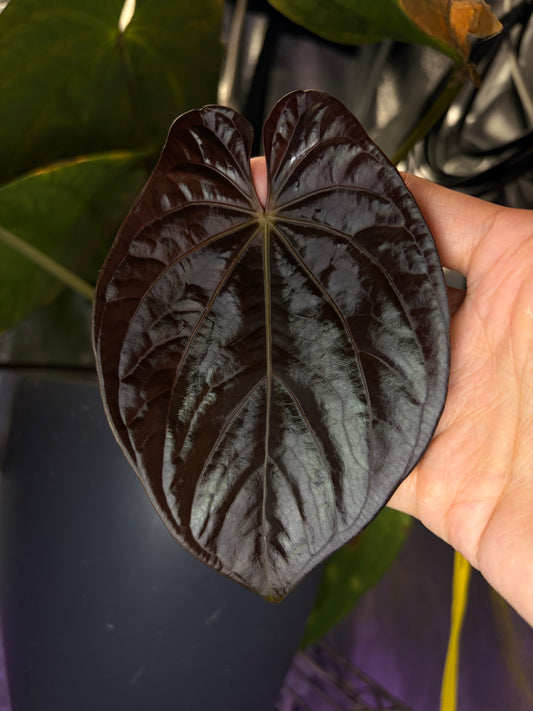 Anthurium BVEP OG1