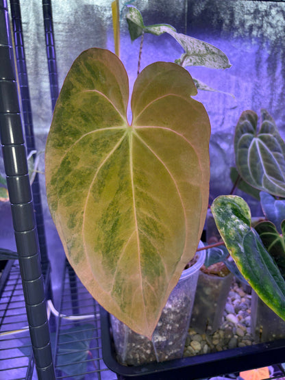 Anthurium BVEP variegata