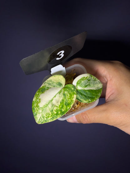 Anthurium papillilaminum var. × carlablackiae