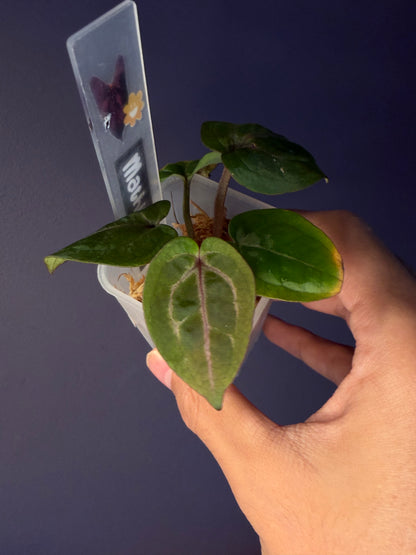 Anthurium Red Crystallinum [Mathiux] F2