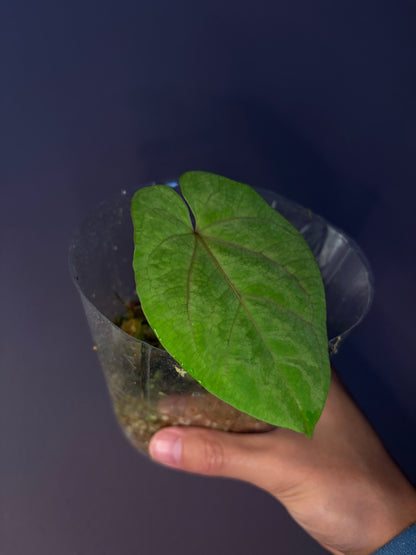 Anthurium ‘Red Vein Dark Phoenix’ × kunayalense