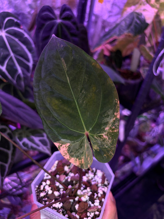 Anthurium papillilaminum var. × ‘Twin Phoenix’