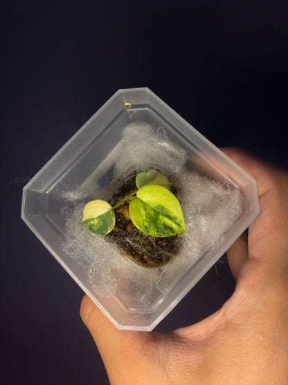 Anthurium papillilaminum var. × (‘Red Crystallinum’ [Tezula] × ‘Zara’)