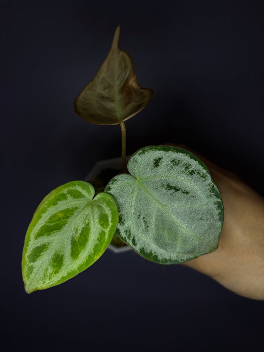 Anthurium Silver blush (full silver selected)