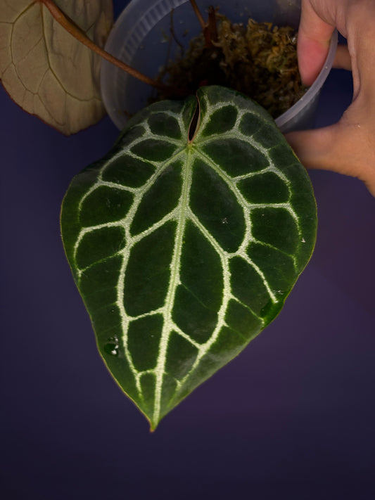 Pre-sale: Anthurium ‘Chocolate’ crystallinum clone