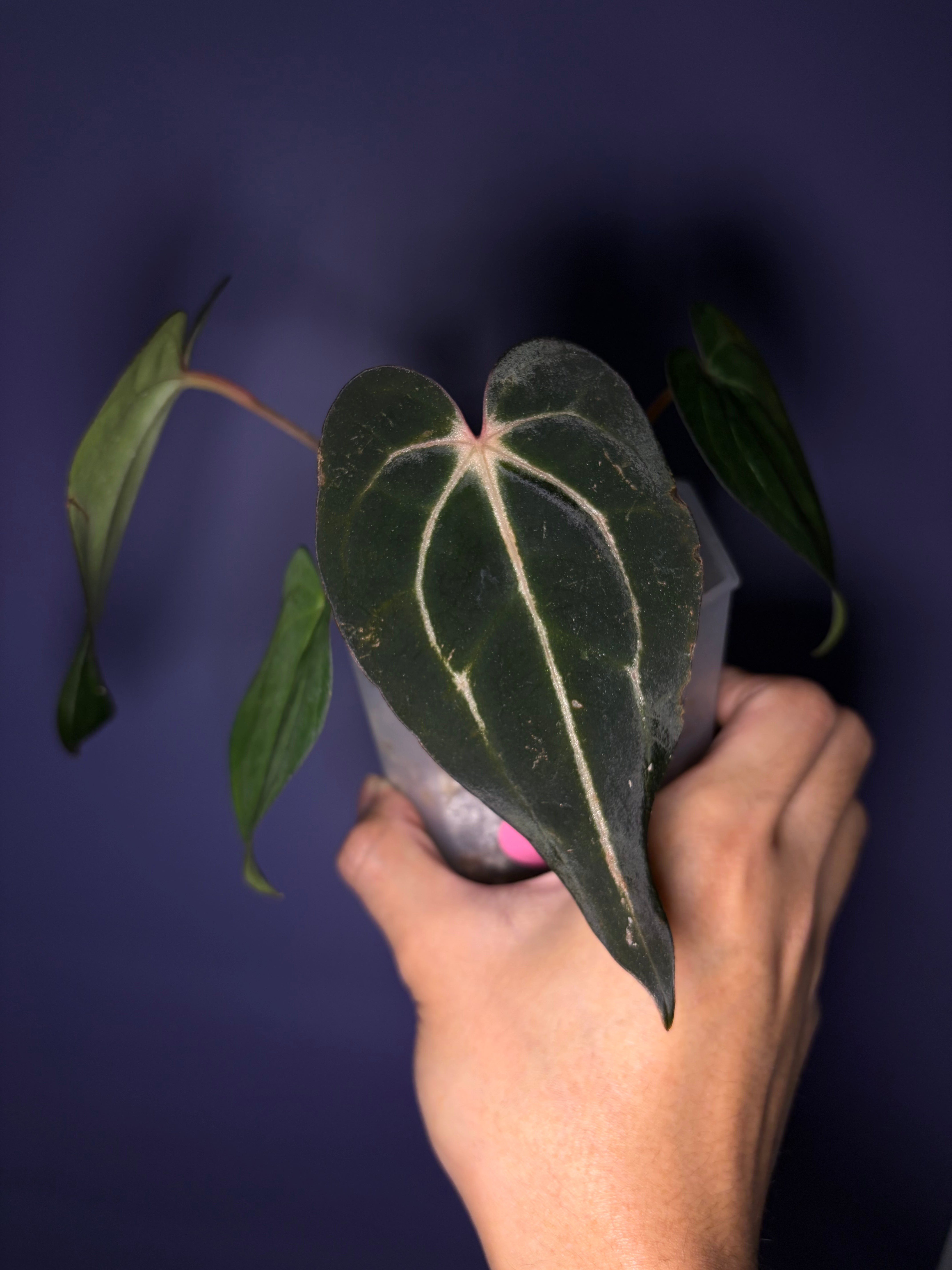 Anthurium carlablackiae [Scott × TS3] – Secret Foliage