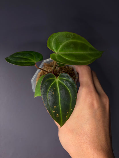 Anthurium besseae aff. (minimal vein selected #1)