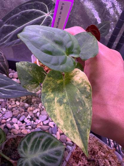 Anthurium papillilaminum var. × ‘Midnight velvet ’