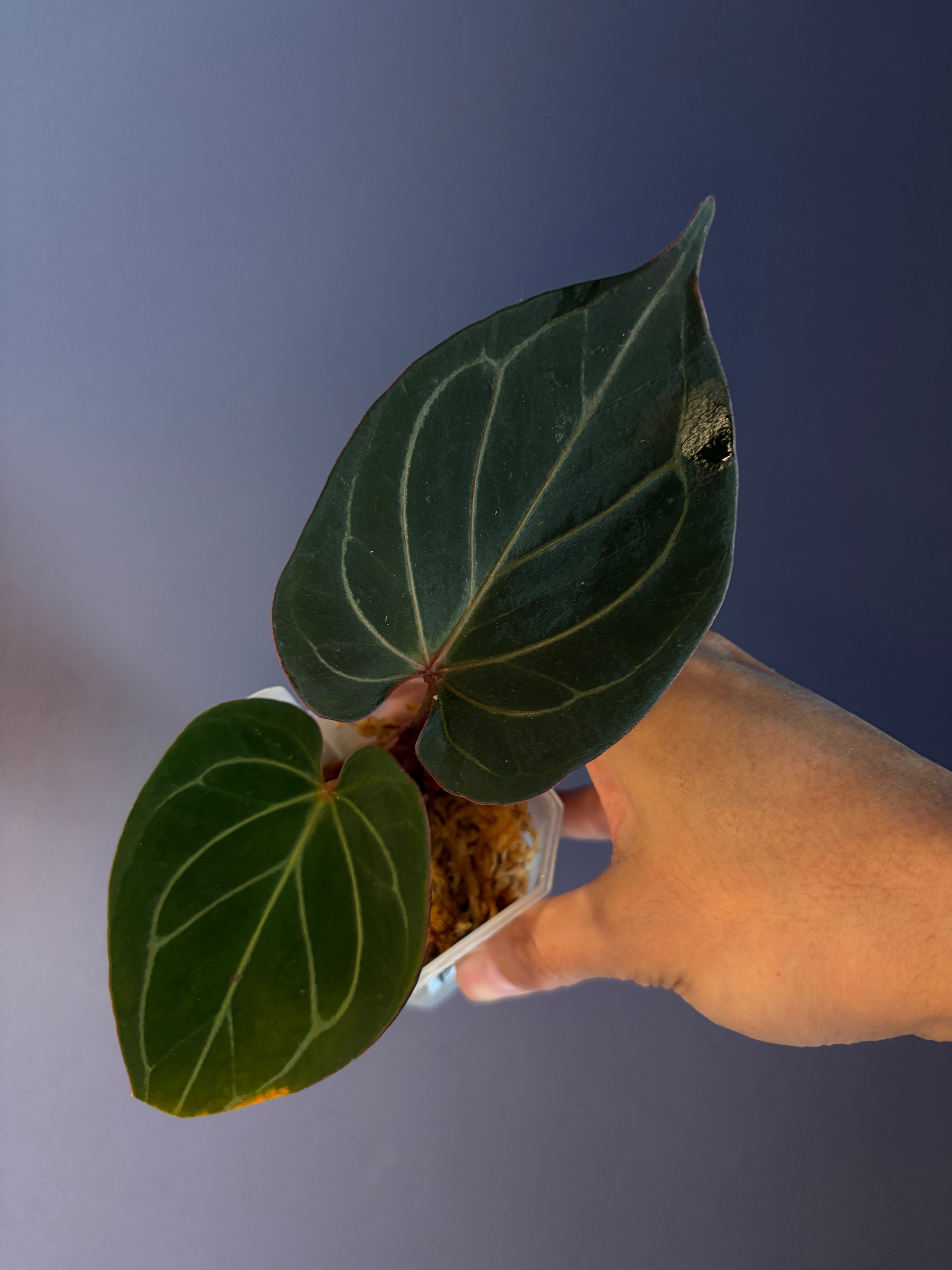 Anthurium King of Spades (KOS) HU – Secret Foliage