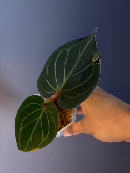 Anthurium King of Spades (KOS) HU