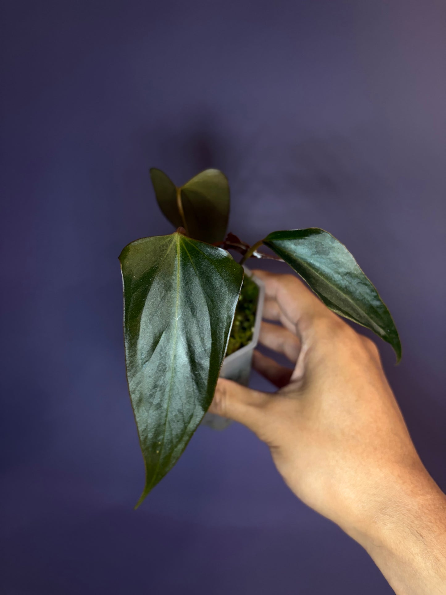 Anthurium ‘Black Sweet’ SF2