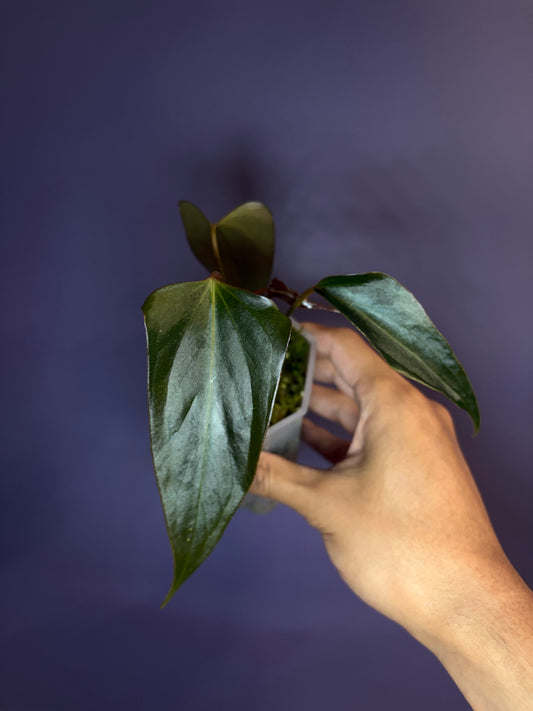 Anthurium ‘Black Sweet’ SF2