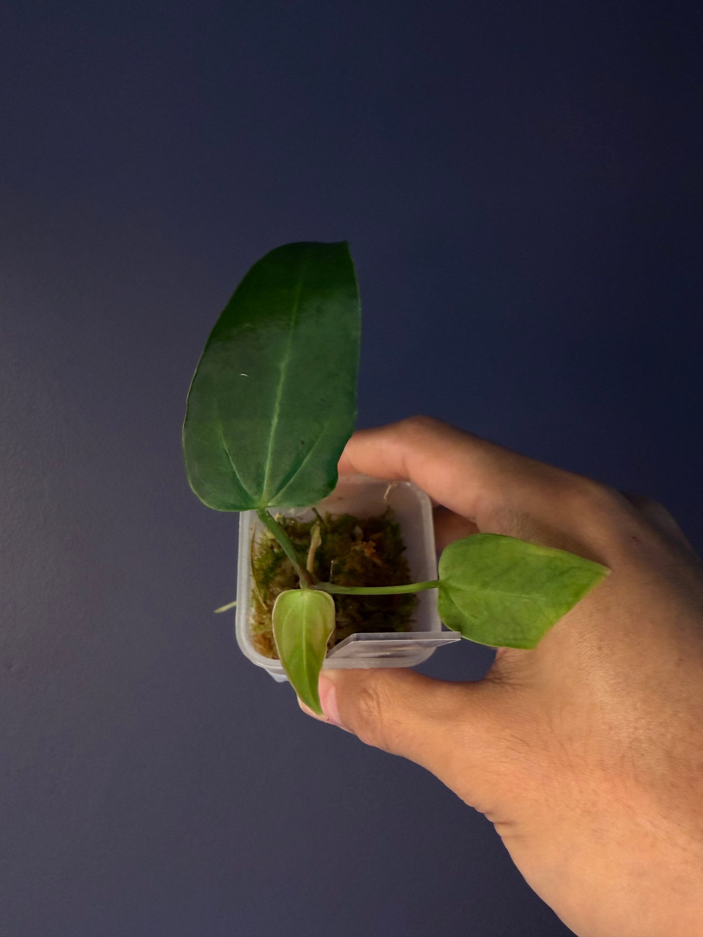 anthurium rioclarense Anthurium rioclarense wild hybrid S1 – Secret Foliage