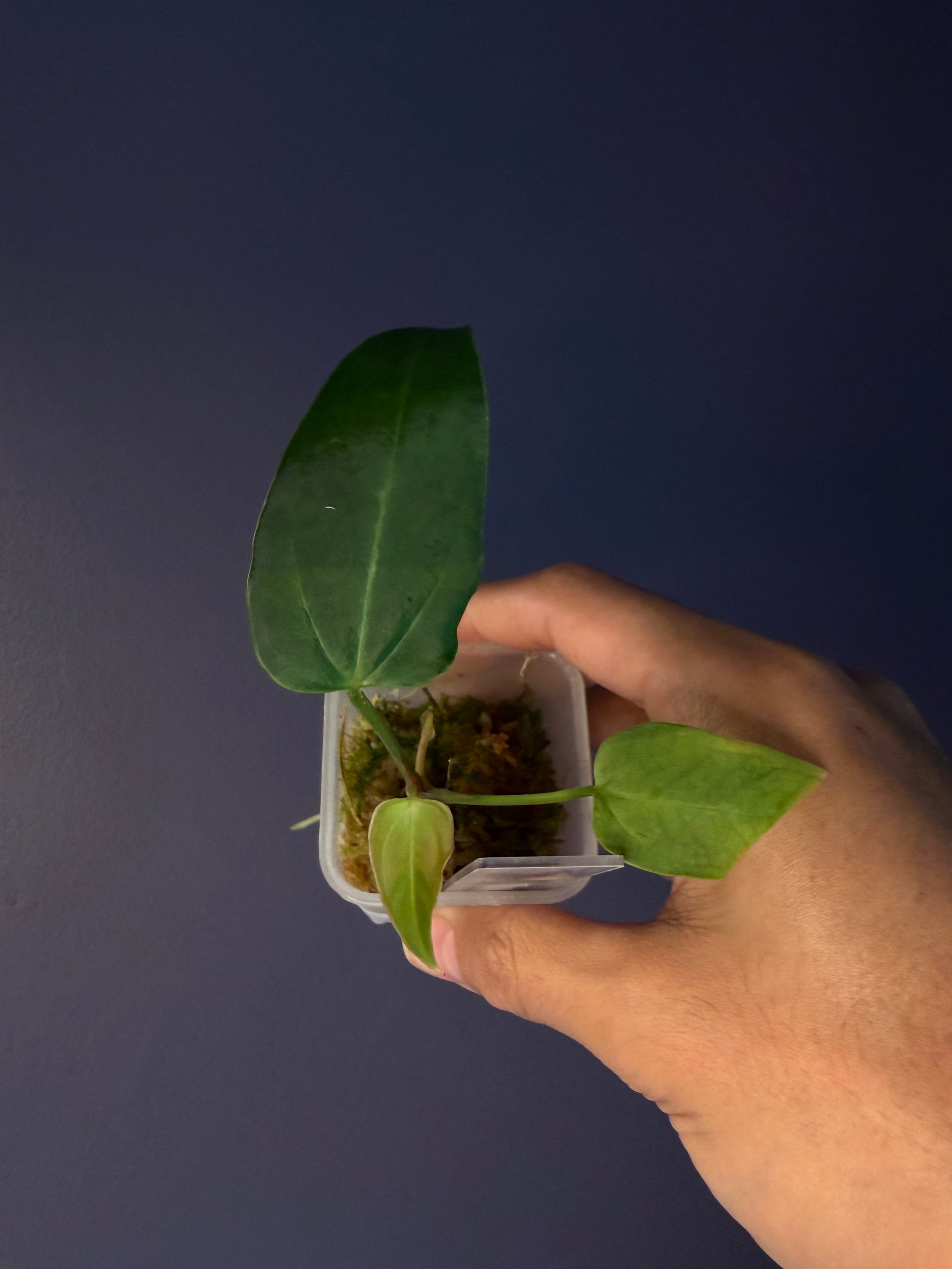anthurium rioclarense Anthurium rioclarense wild hybrid S1 – Secret Foliage
