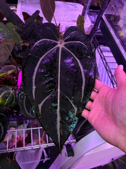 Anthurium carlablackiae #6