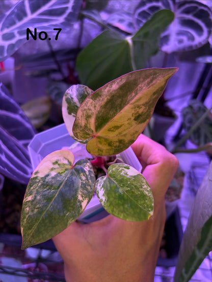 Anthurium papillilaminum var. × (‘Red Crystallinum’ [Tezula] × ‘Zara’)