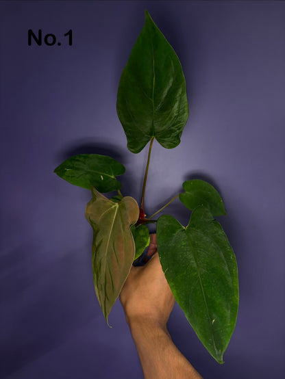 Anthurium Papi ‘Ree Gardens’ × (FS × RL)