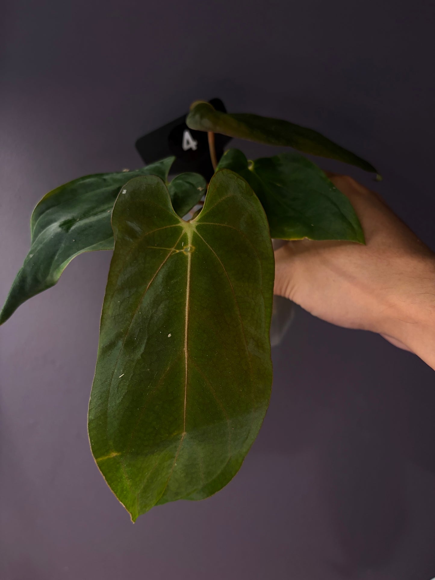 Anthurium ‘Midnight Velvet’ × antolakii ‘Tezula’