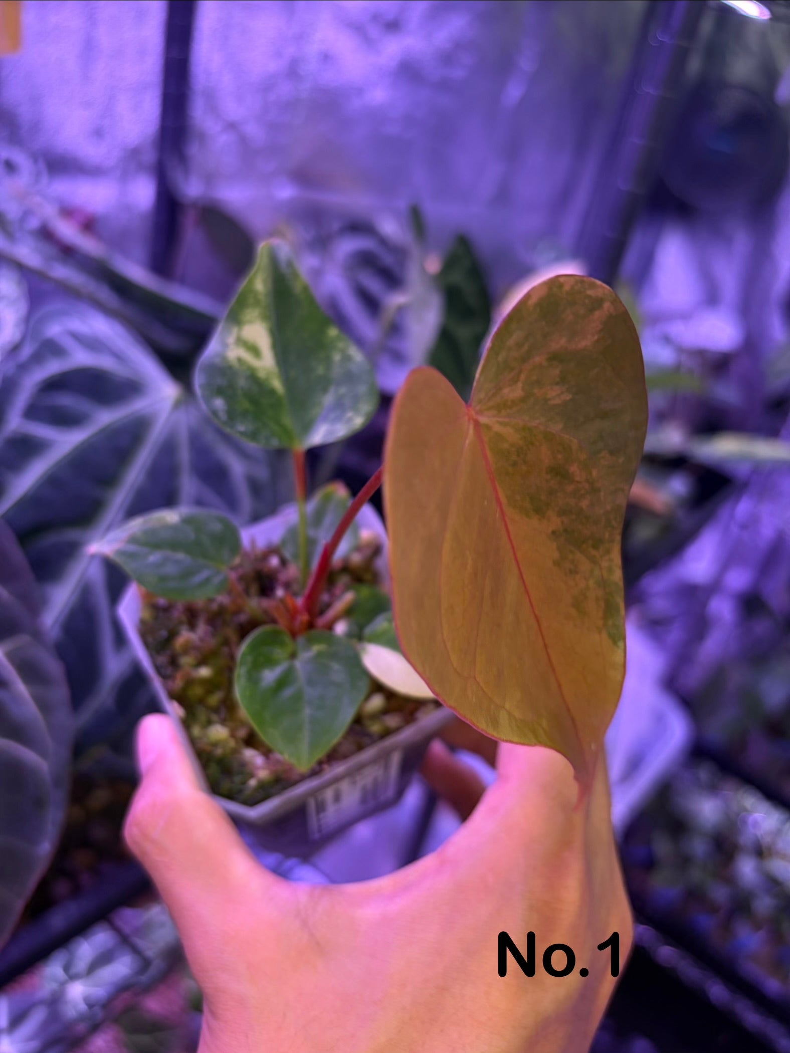 Anthurium andreanum hybrid variegata – Secret Foliage