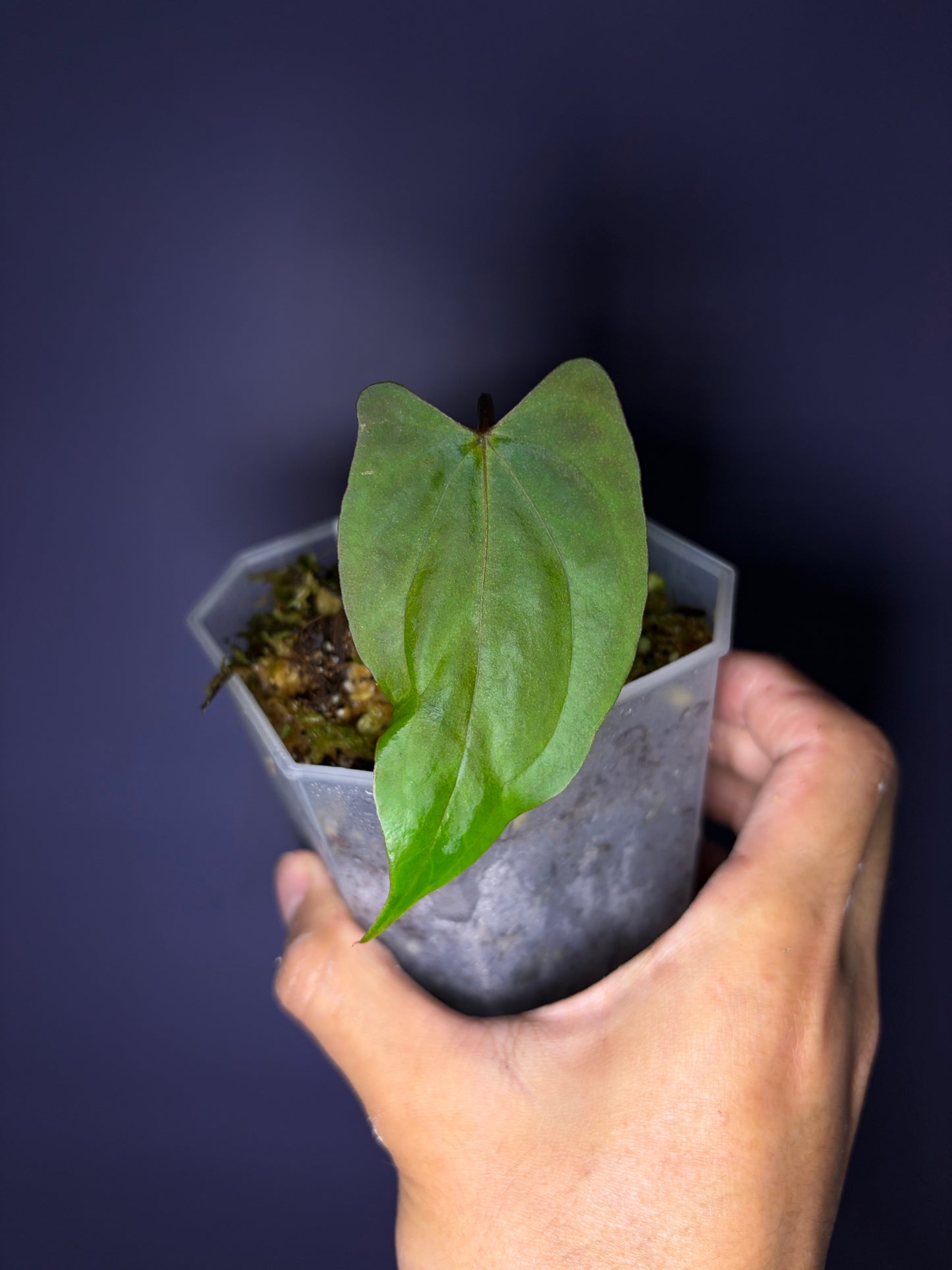 Anthurium papillilaminum ‘Ralph Lynam’ S1 (selected #3)
