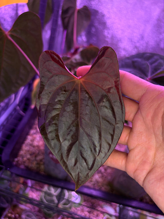 Anthurium ‘Red Vein Dark Phoenix’ × dressleri ‘Rio Guanche’