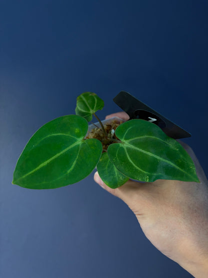 Anthurium ‘Carlablackiae’ (RA5×RA10) × self