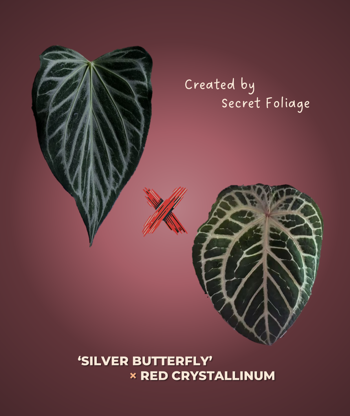 Anthurium ‘Silver butterfly’ × Red crystallinum