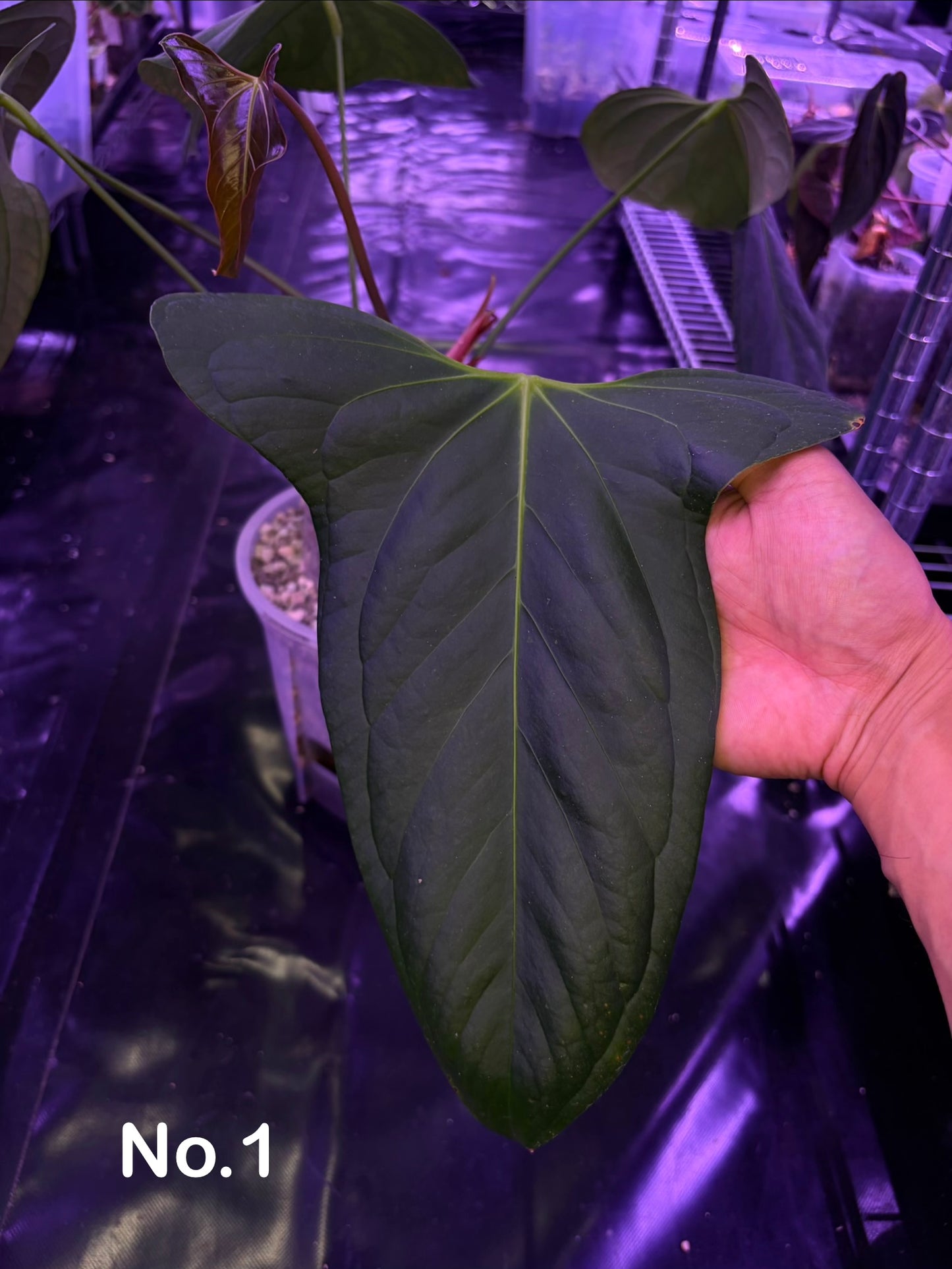 Anthurium ‘Black Sweet’ - mother plant