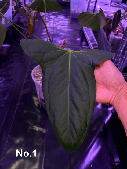 Anthurium ‘Black Sweet’ - mother plant