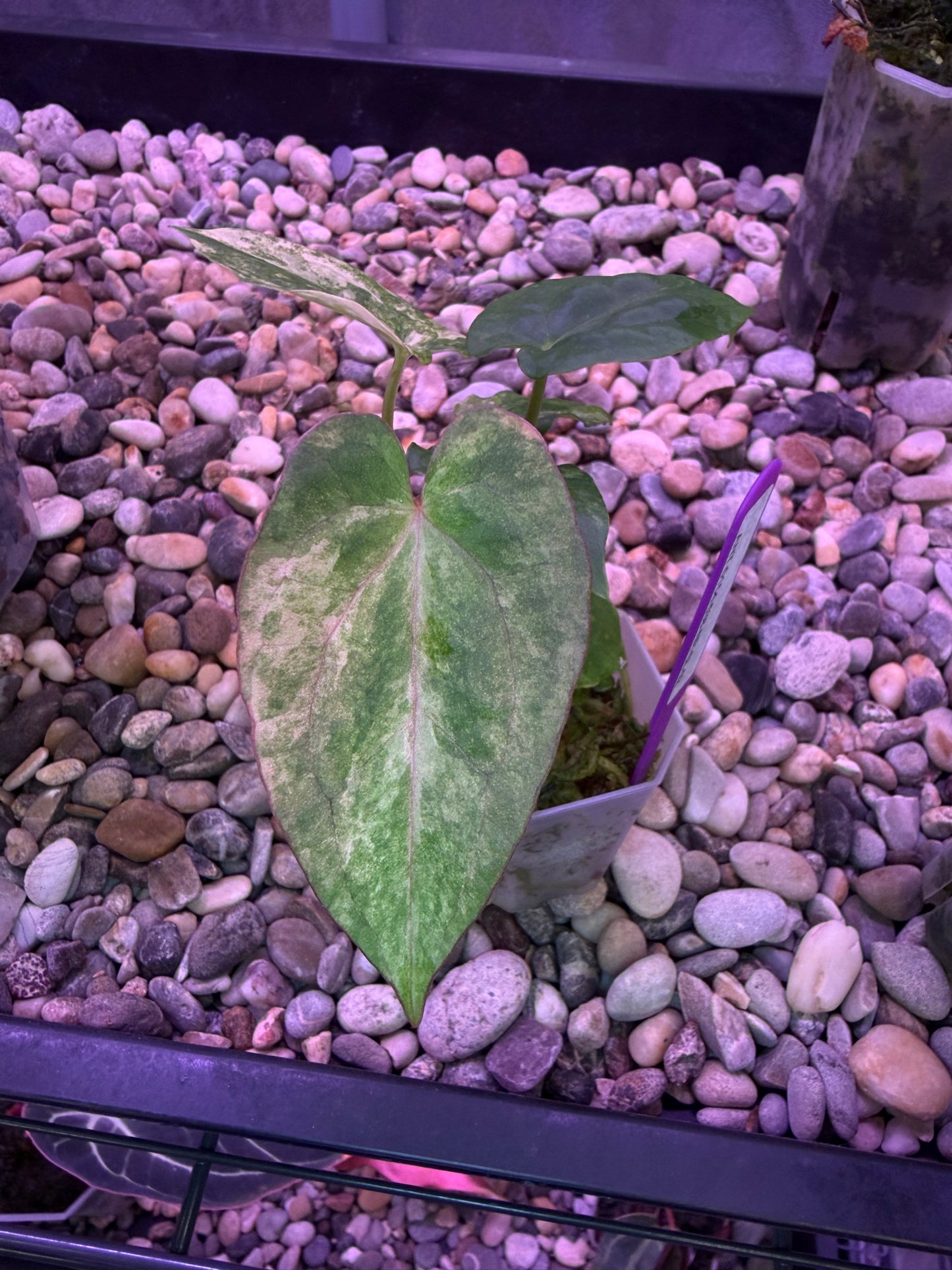 Anthurium papillilaminum var. × ‘Midnight velvet ’