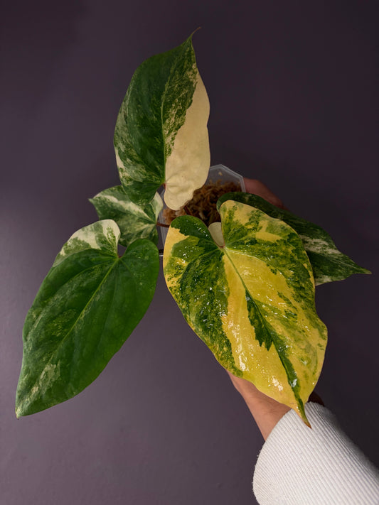 Anthurium papillilaminum var. × ‘BVEP’ [Tezula]