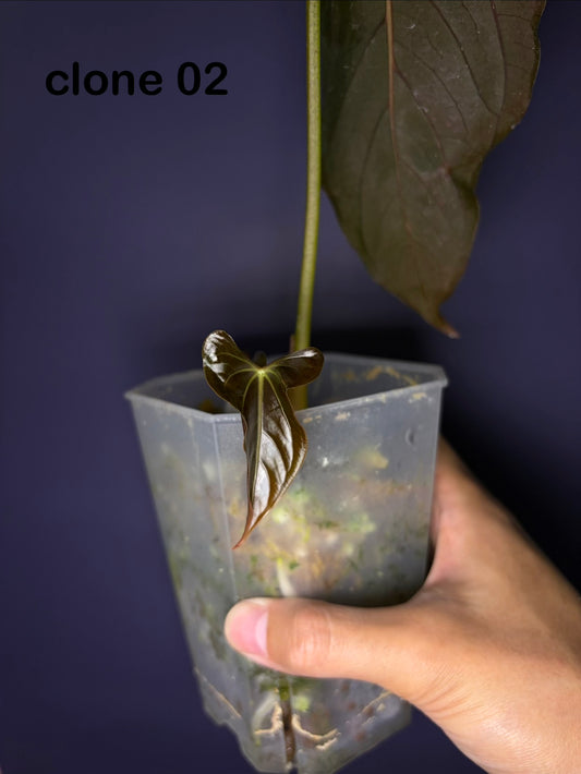 Anthurium papillilaminum ‘Ralph Lynam’ × self (selected #4)